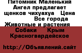 Питомник Маленький Ангел предлагает щенков чихуахуа › Цена ­ 10 000 - Все города Животные и растения » Собаки   . Крым,Красногвардейское